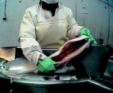industria salmon (6)  ALIMENTOS MERCADO